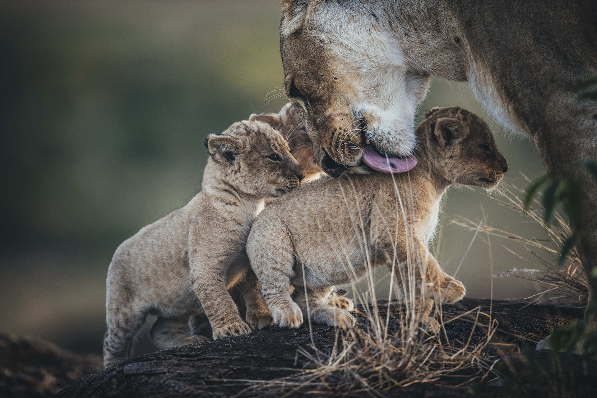 African wildlife photography in natural habitat by Nando Morales