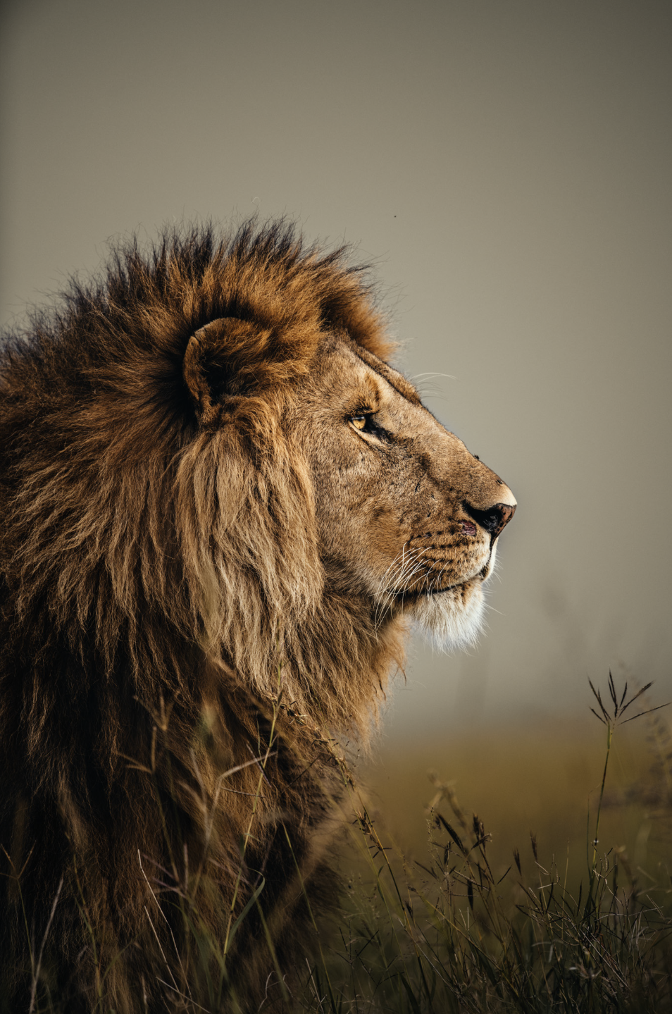 Wildlife photography of a lion in its natural habitat