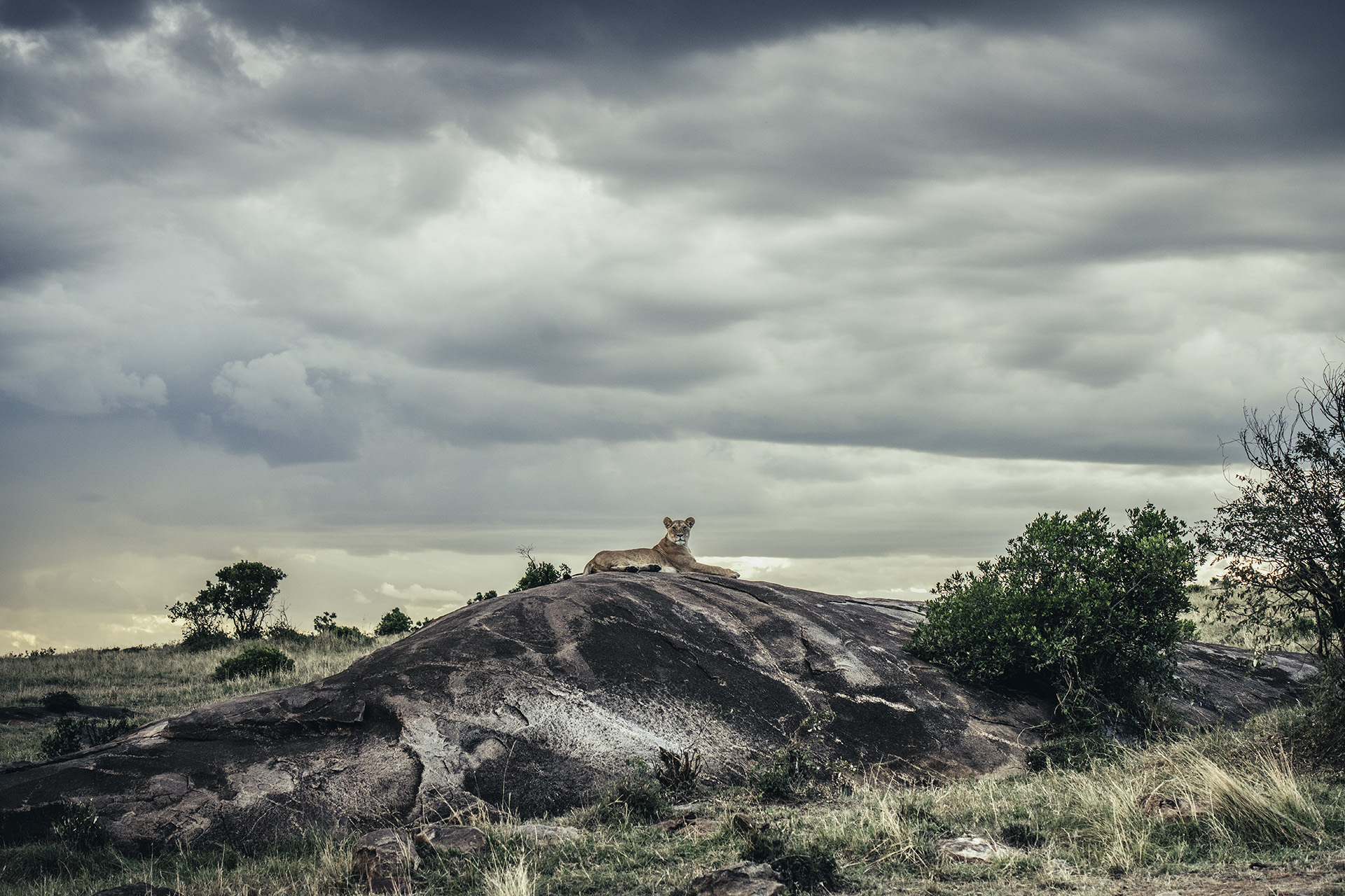 African wildlife fine art photography by Nando Morales
