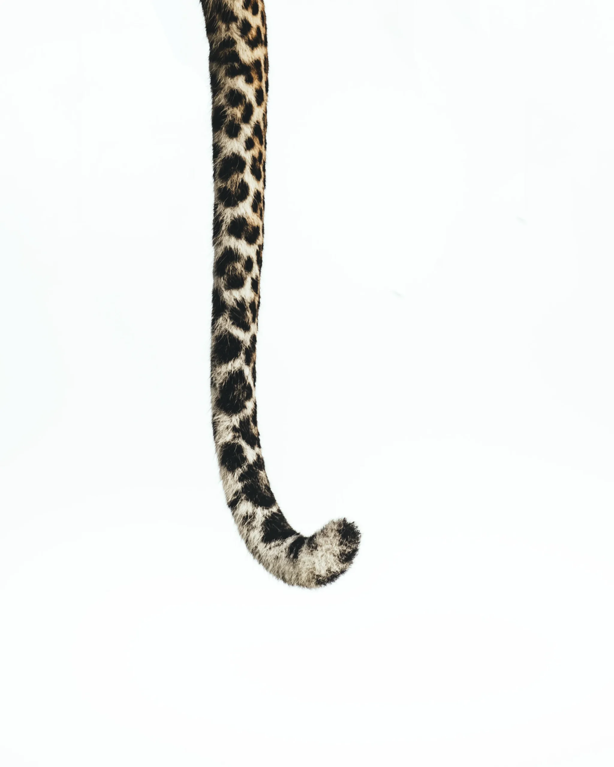 The language of the Tail, limited edition wildlife fine art print, Maasai Mara Kenya 2024