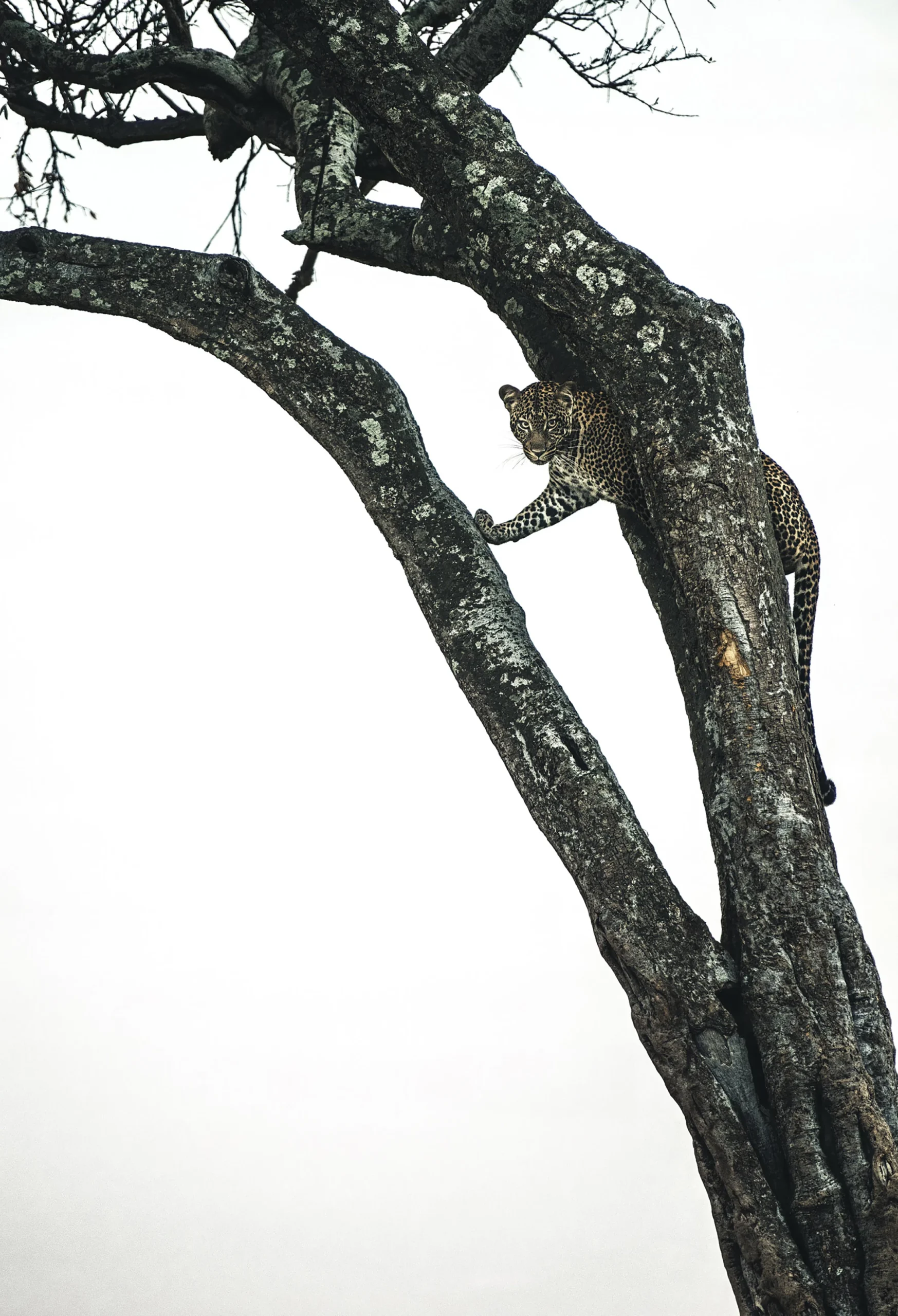 The Patient Observer, limited edition wildlife fine art print, Maasai Mara Kenya 2025