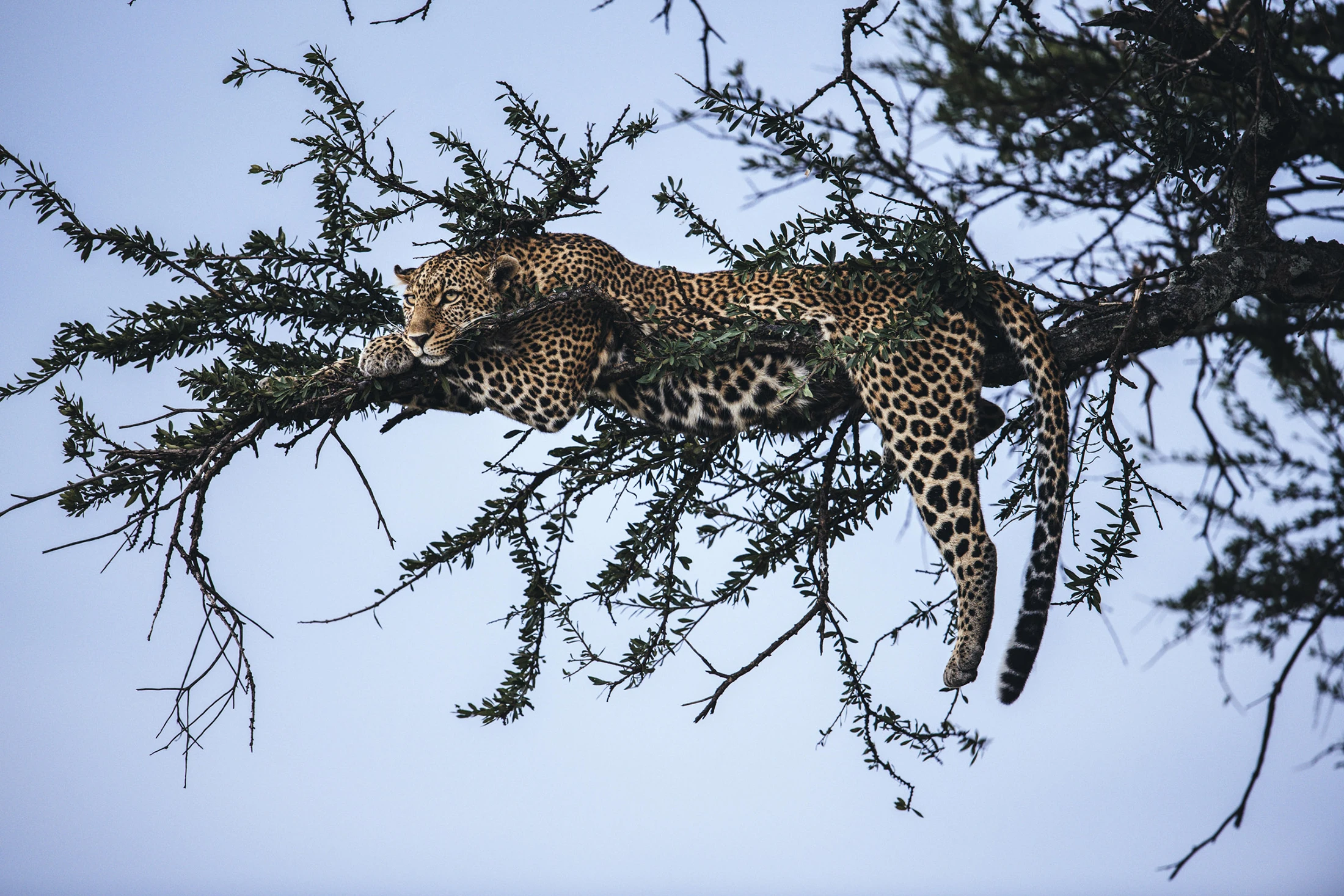 Mental Pause, limited edition wildlife fine art print, Maasai Mara Kenya 2021