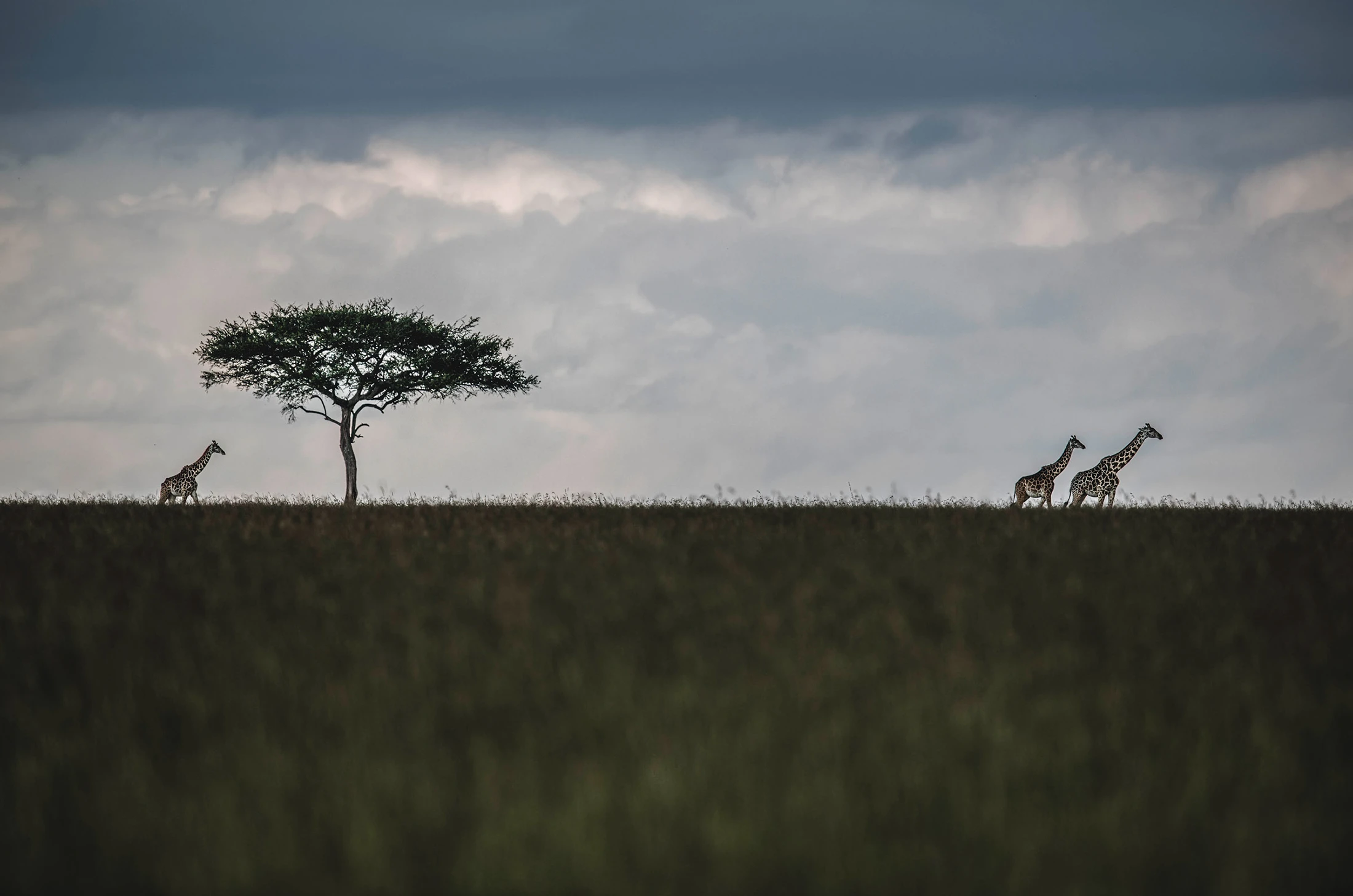 A Runway Without Spectators, limited edition wildlife fine art print, Maasai Mara Kenya 2021