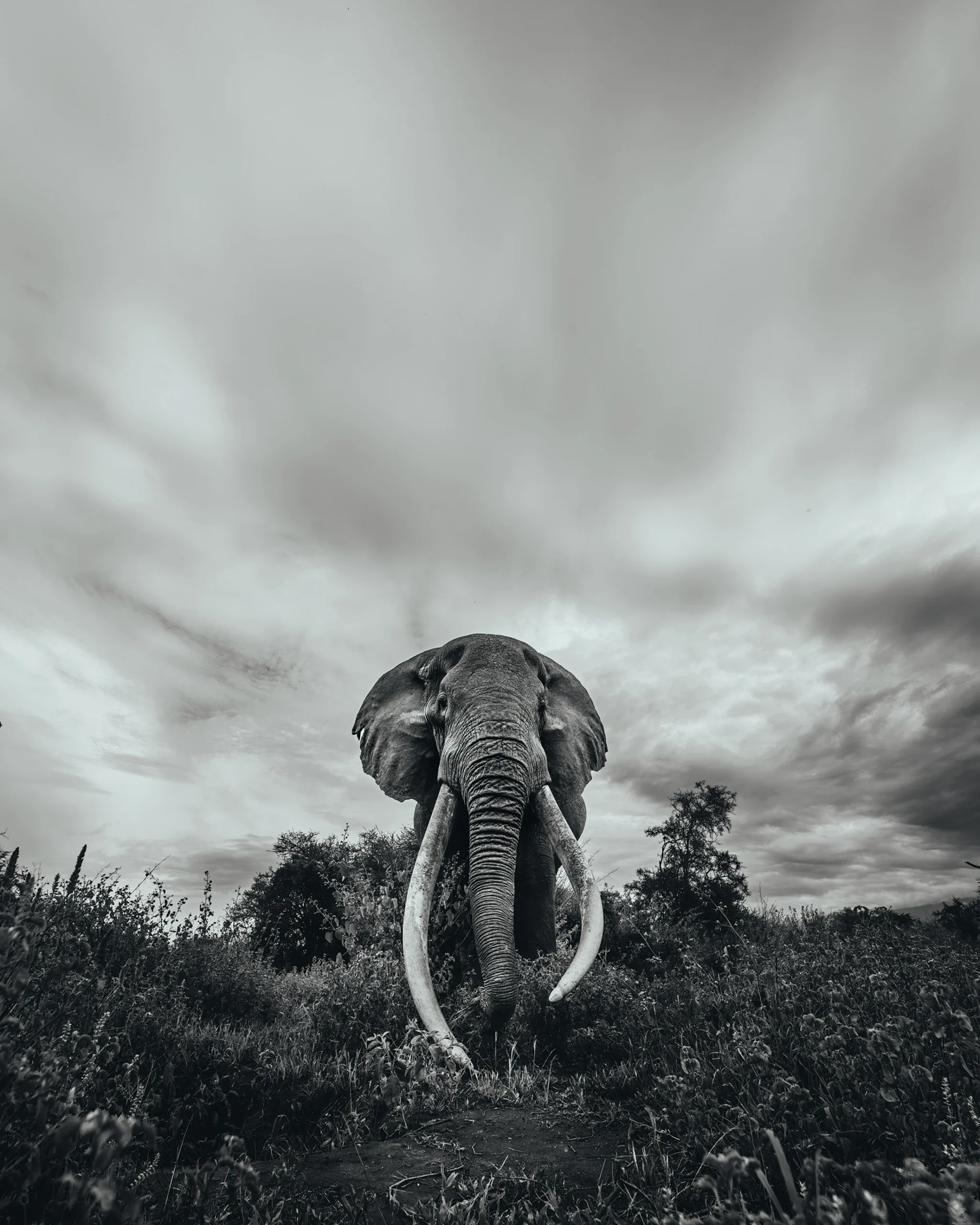 Facing Time, limited edition wildlife fine art print, Amboseli Kenya 2025