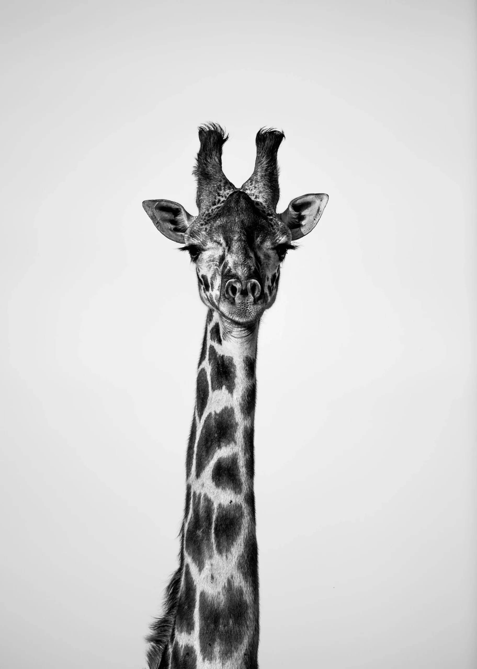 Zenit, open edition wildlife fine art print, Maasai Mara Kenya 2022