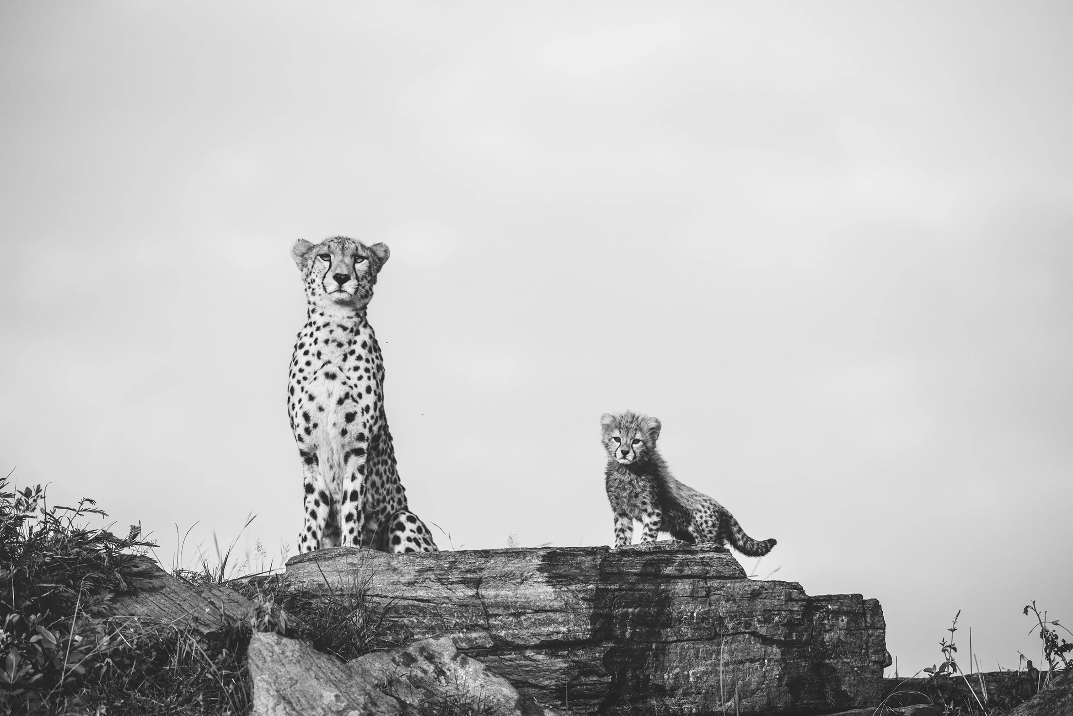 Learning to see, limited edition wildlife fine art print, Maasai Mara Kenya 2026
