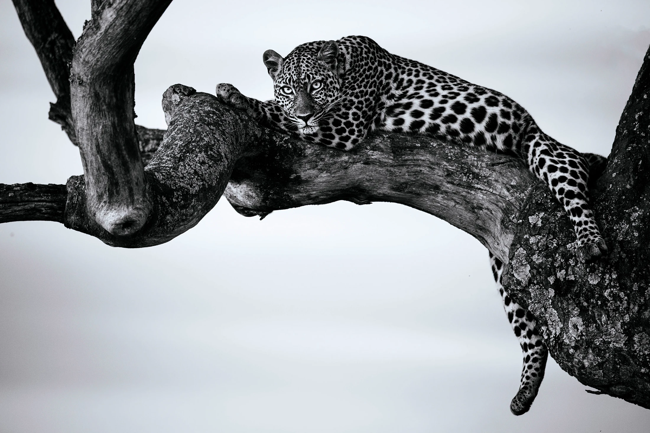 In Its Place, limited edition wildlife fine art print, Maasai Mara Kenya 2024