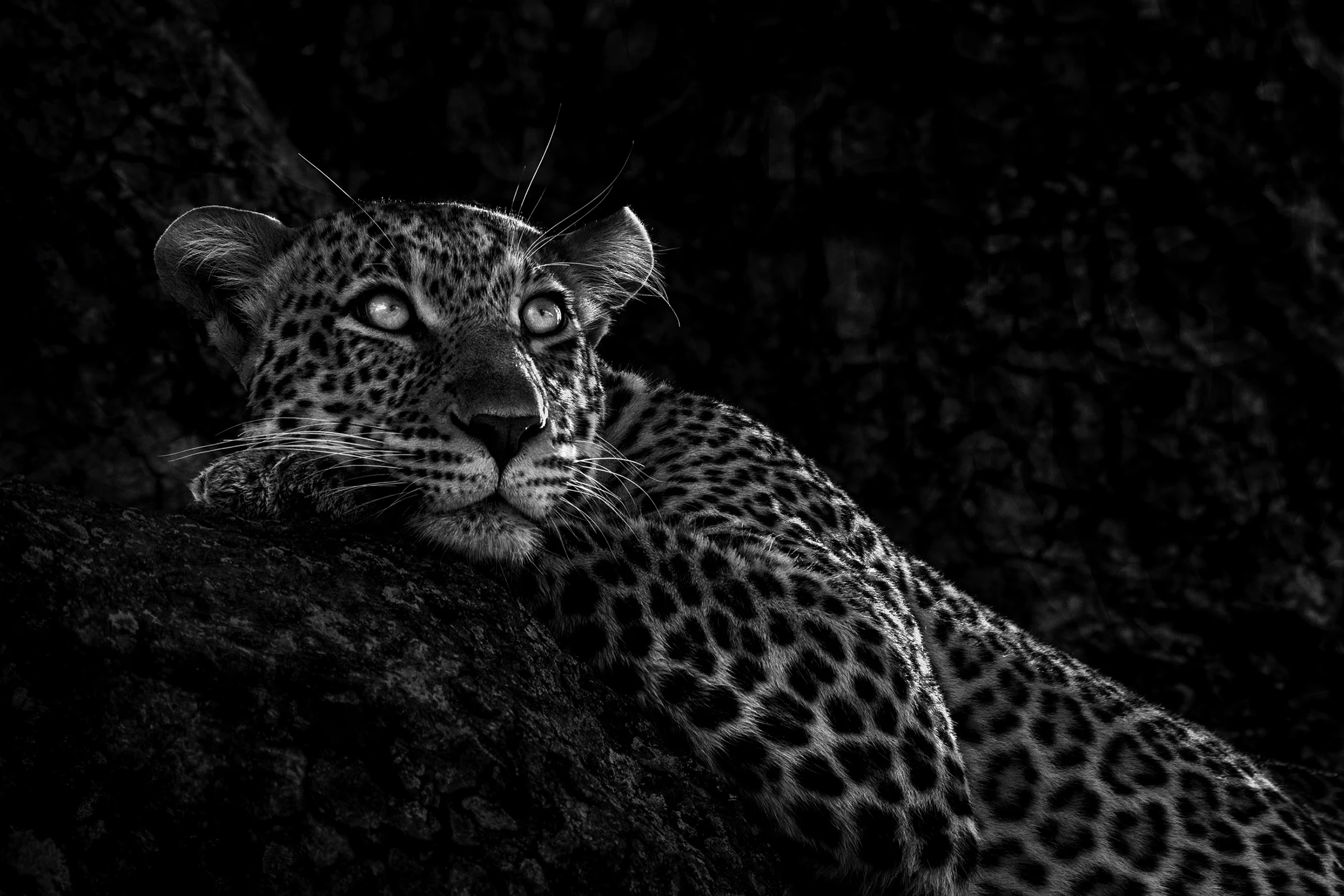Kazuri, open edition wildlife fine art print, Maasai Mara Kenya 2021