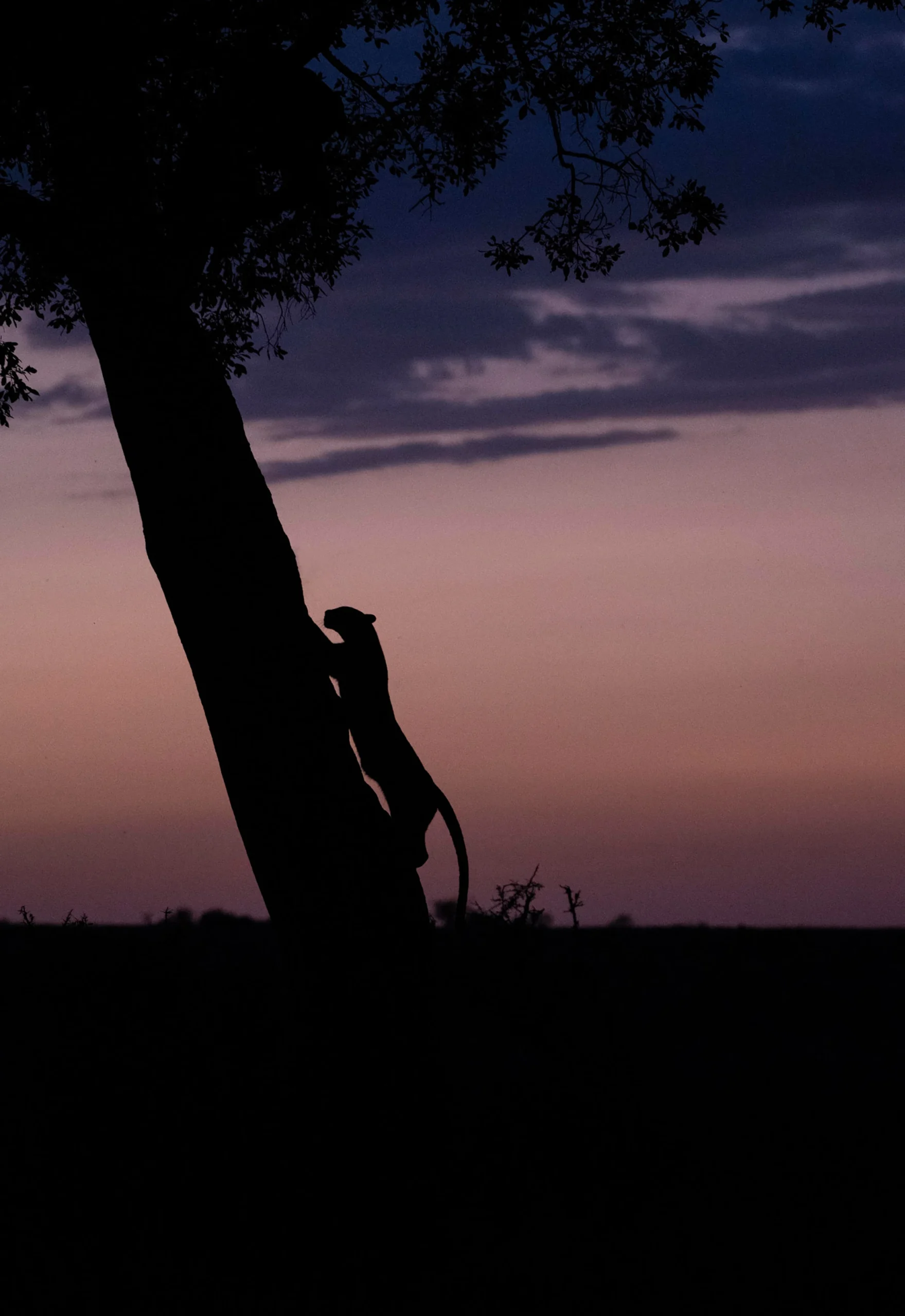 Ether, open edition wildlife fine art print, Maasai Mara Kenya 2021