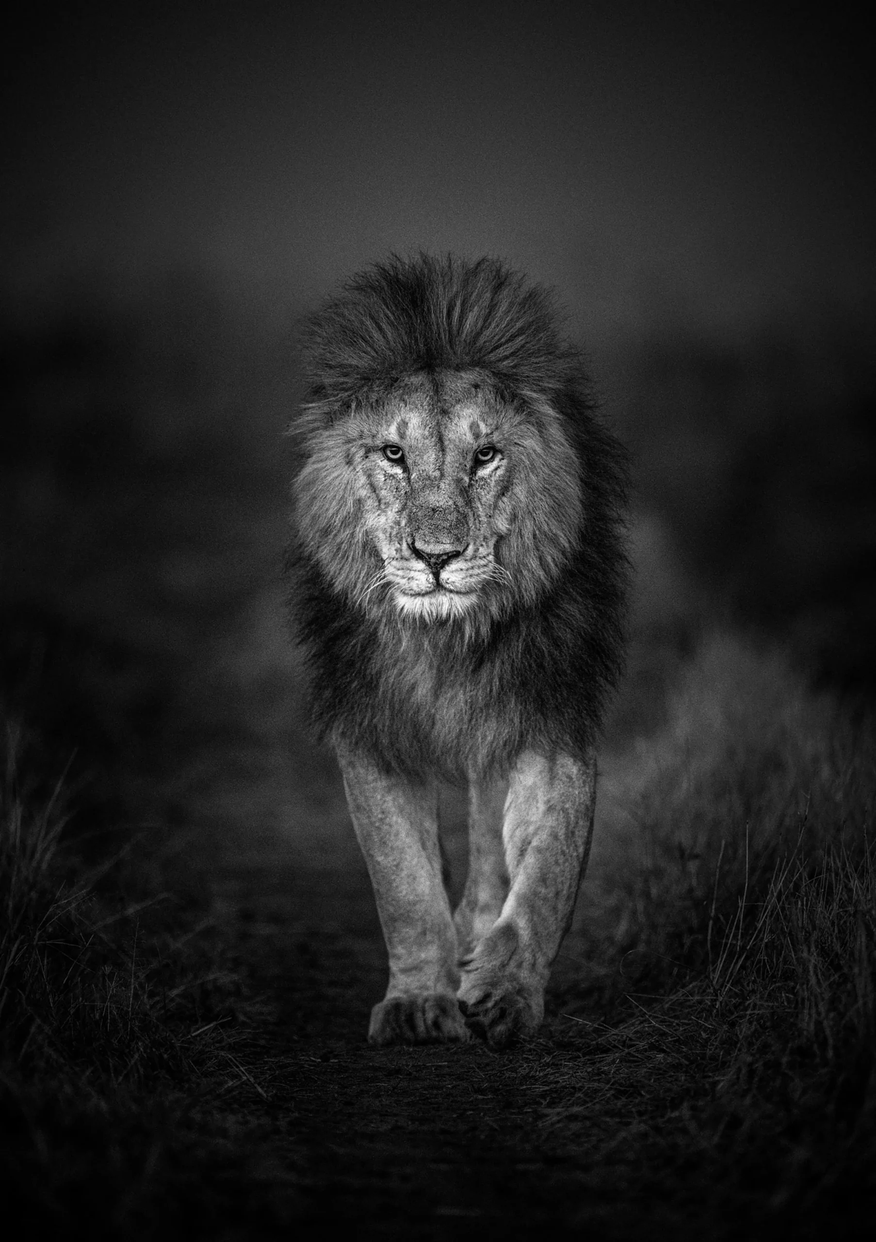 Twilight Stride, limited edition wildlife fine art print, Maasai Mara Kenya 2022