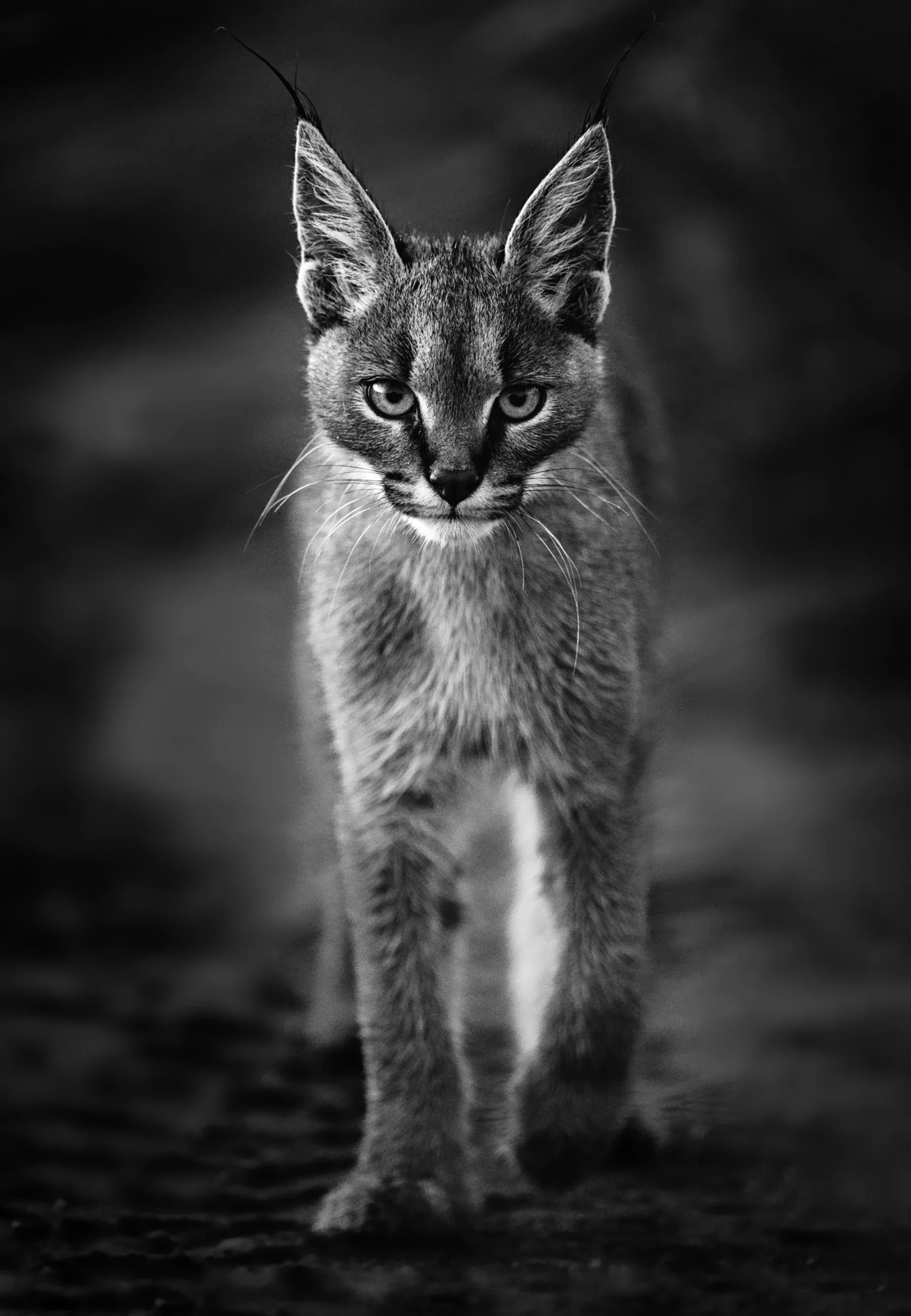 XIII, limited edition wildlife fine art print, Maasai Mara Kenya 2024