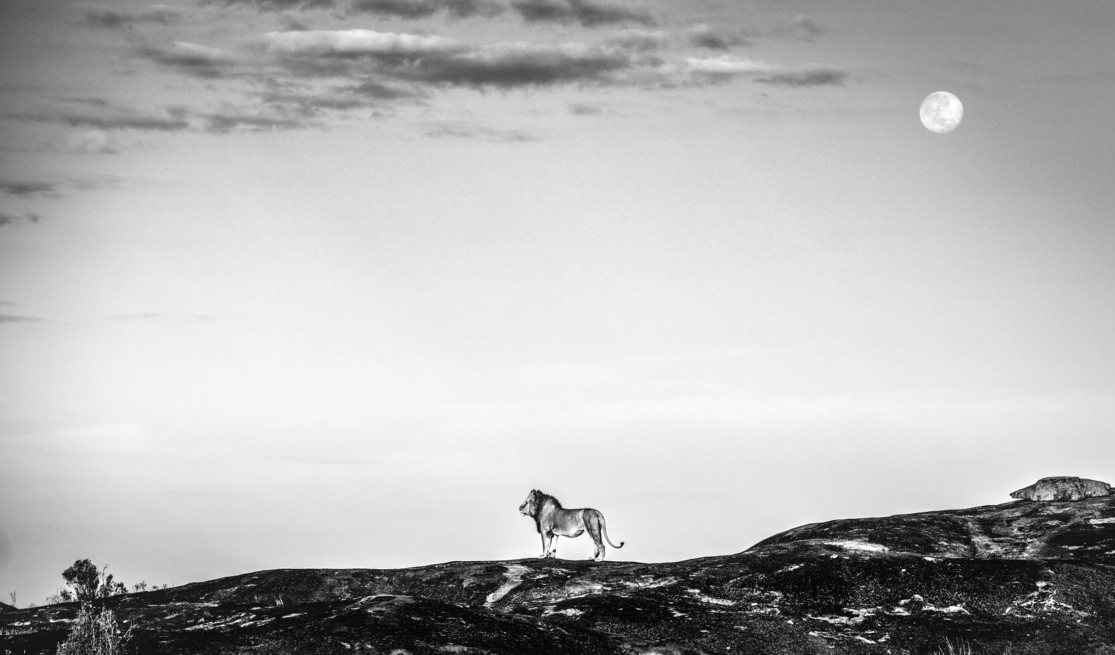 Vigil, limited edition wildlife fine art print, Maasai Mara Kenya 2021
