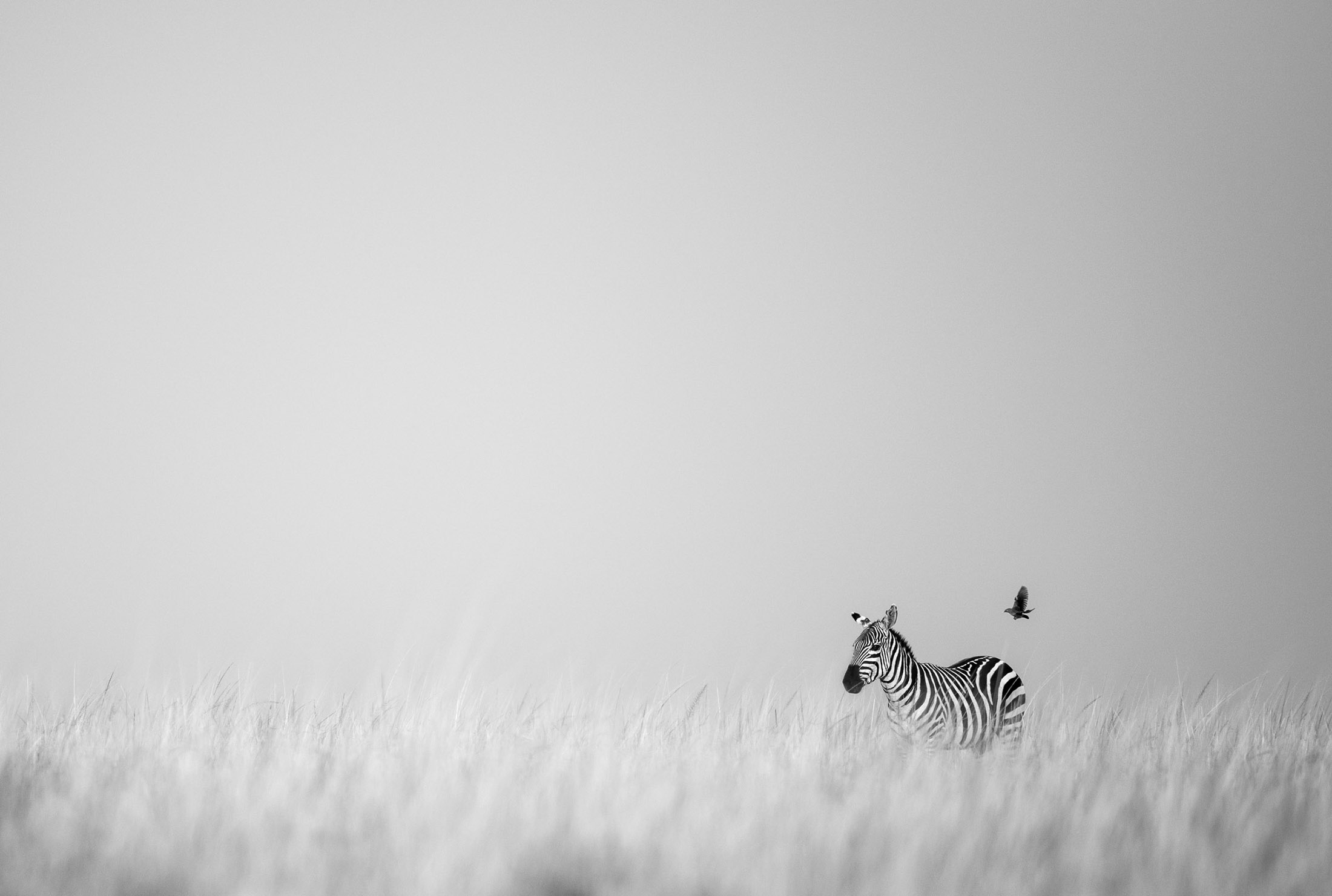 Simplicity, open edition wildlife fine art print, Maasai Mara Kenya 2021